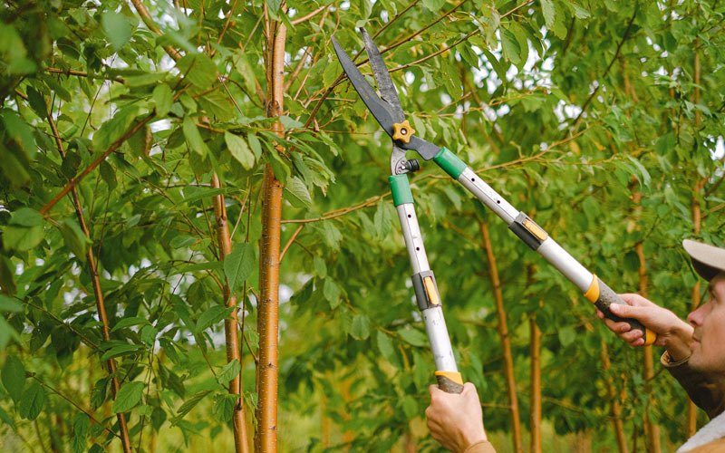 Tree trimming in Ladysmith, WI
